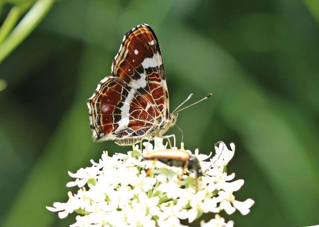 Biodiversität für Insekten.jpg Biodiversität für Insekten.jpg