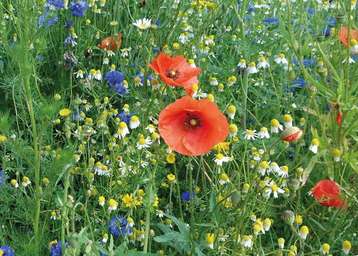 Wildblumenwiese.jpg Wildblumenwiese.jpg