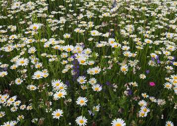 ÖPUL-Mischung DIVRS-Acker Ende Mai © Bernhard Krautzer ÖPUL-Mischung DIVRS-Acker Ende Mai © Bernhard Krautzer