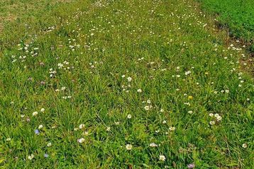 Ansprechende zweite Blüte und wenig Biomasse im September 2022.jpg Ansprechende zweite Blüte und wenig Biomasse im September 2022.jpg