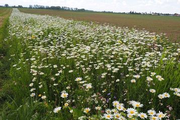 Blühstreifen Ende Mai 2021, zweites Vegetationsjahr.jpg Blühstreifen Ende Mai 2021, zweites Vegetationsjahr.jpg