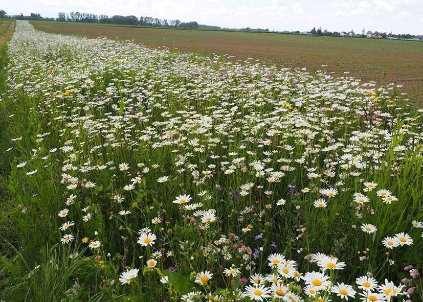 Blühstreifen Ende Mai 2021, zweites Vegetationsjahr.jpg Blühstreifen Ende Mai 2021, zweites Vegetationsjahr.jpg