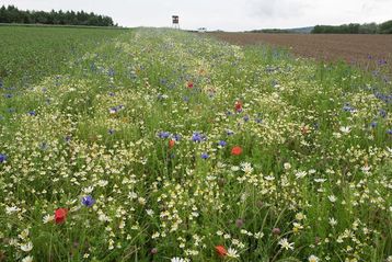 Blühstreifen Ende Mai 2020 erstes Vegetationsjahr (Projekt Blattlaus).jpg