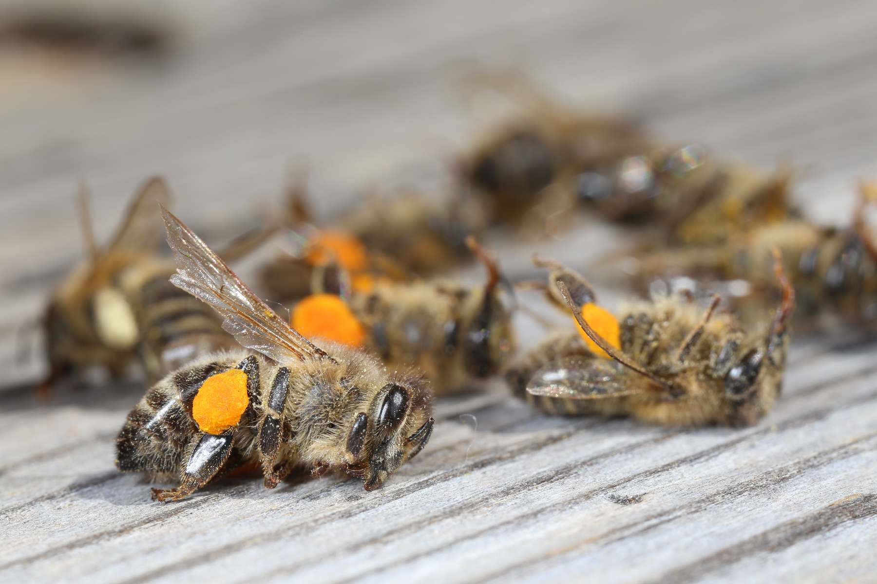 Bienenvergiftung.jpg Bienenvergiftung.jpg