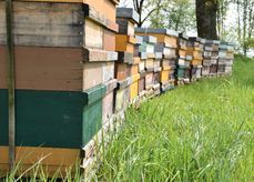 Bienenstöcke müssen ins VIS eingetragen werden.jpg