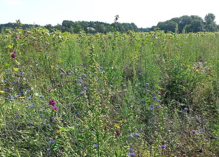 Biodiversitätsflächen zum Schutz von Insekten und sonstigen Lebewesen.jpg Biodiversitätsflächen zum Schutz von Insekten und sonstigen Lebewesen.jpg