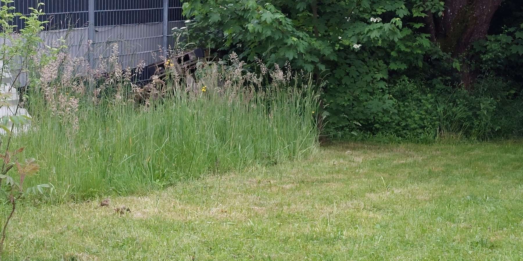 "Abgestufte Grünlandnutzung" fördert die Artenvielfalt und funktioniert auch im Hausgarten!.jpg "Abgestufte Grünlandnutzung" fördert die Artenvielfalt und funktioniert auch im Hausgarten!.jpg