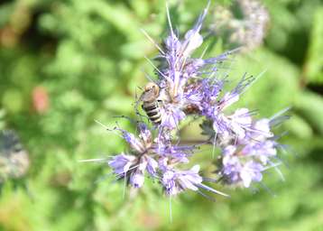 Honigbiene auf Phacelia Bienenzentrum OÖ.jpg