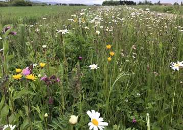 Biodiversität.jpg