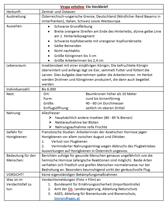 Vespa Velutina - Ein Steckbrief.png Vespa Velutina - Ein Steckbrief.png