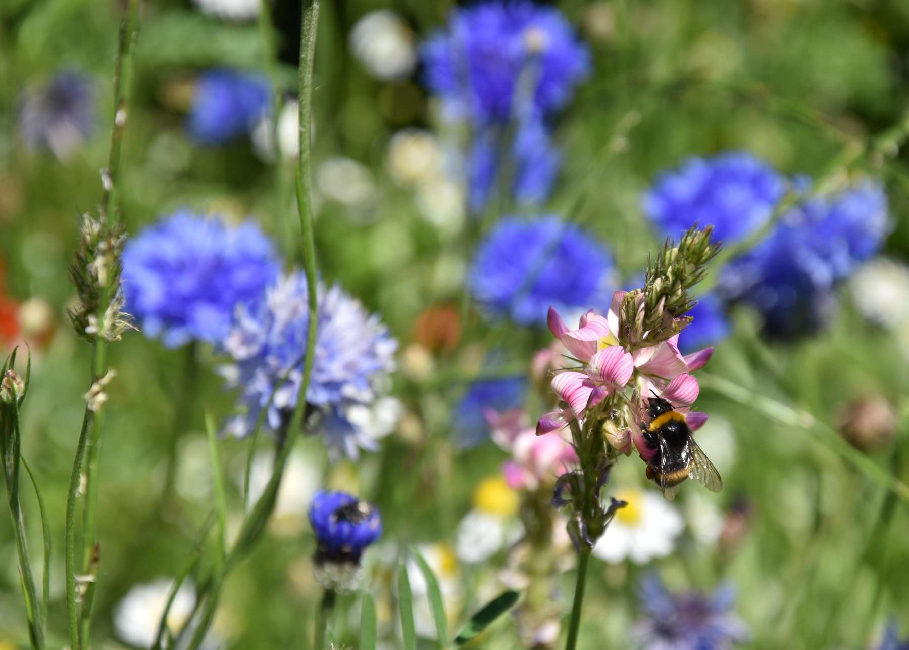 Blühstreifen - Nahrung für Insekten.jpg Blühstreifen - Nahrung für Insekten.jpg