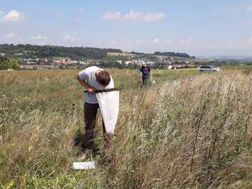 Die Blühflächen (Anlage 2020) zeigten eine gerin-gere Bienenanzahl aufgrund starker Vergrasung und geringerem Blütenangebot, während die 2022 angelegten Blühstreifen mit hoher Blütendichte eine höhere Bienenanzahl aufwiesen. .jpg