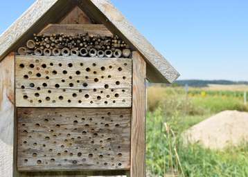 Die kleinen Wildbienenhotels werden gut von verschiedenen Wildbienen angenommen. Die häufigste Art war die Gewöhnliche Löcherbiene (Heriades truncorum).jpg Die kleinen Wildbienenhotels werden gut von verschiedenen Wildbienen angenommen. Die häufigste Art war die Gewöhnliche Löcherbiene (Heriades truncorum).jpg