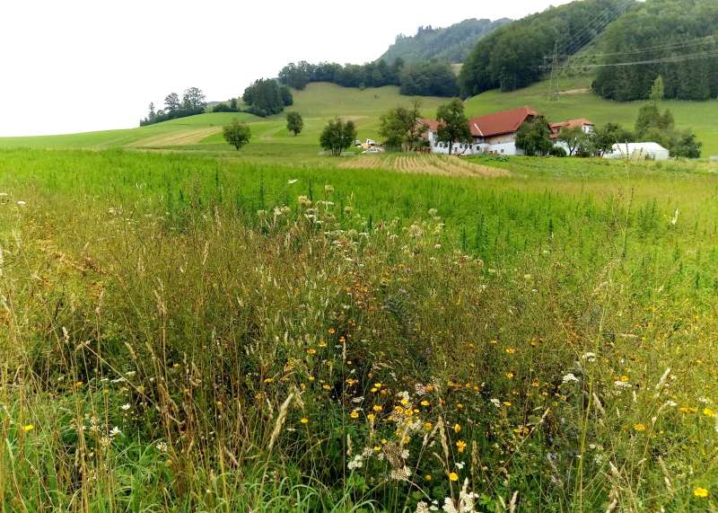 Blühstreifen zweijaehrig 2018.jpg Blühstreifen zweijaehrig 2018.jpg