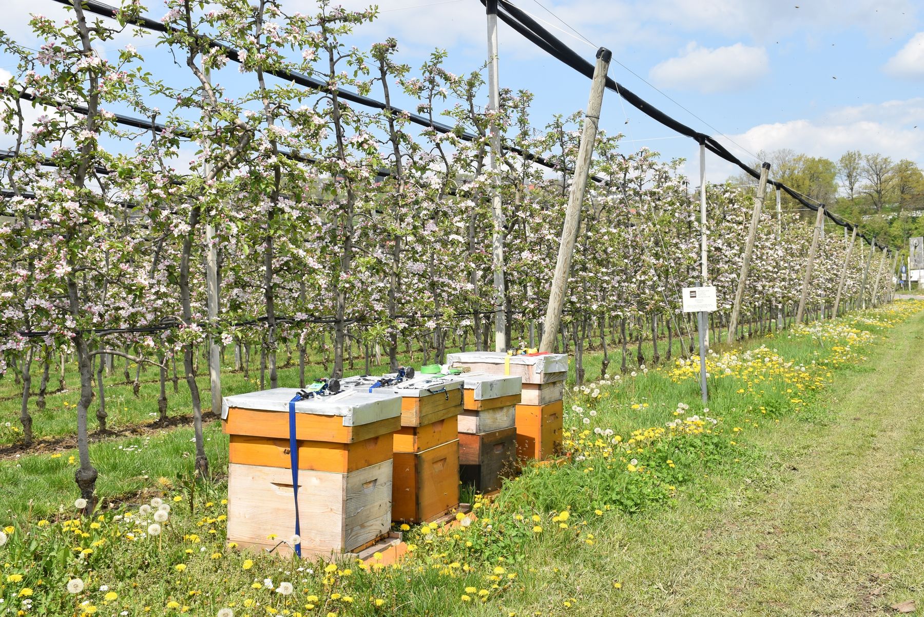 Die Bienenwanderbörse verbindet Bienenvölker und landwirtschaftliche Kulturen .jpg