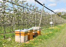 Die Bienenwanderbörse verbindet Bienenvölker und landwirtschaftliche Kulturen .jpg