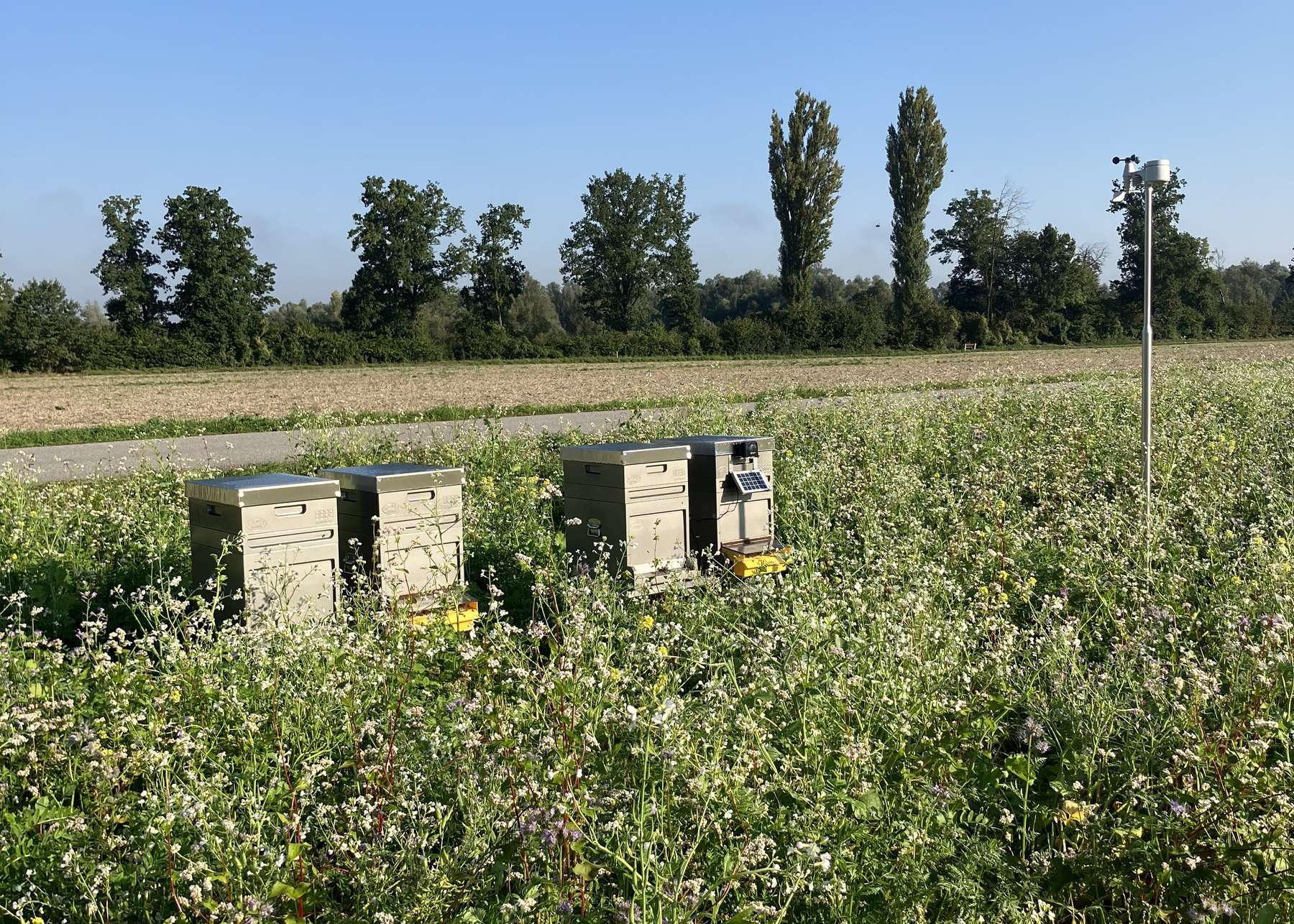 Bienen bei Zwischenfrucht.jpg Bienen bei Zwischenfrucht.jpg
