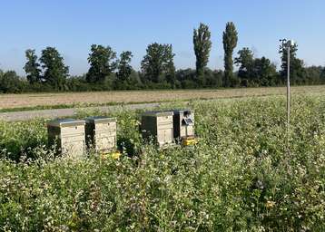 Bienen bei Zwischenfrucht.jpg Bienen bei Zwischenfrucht.jpg