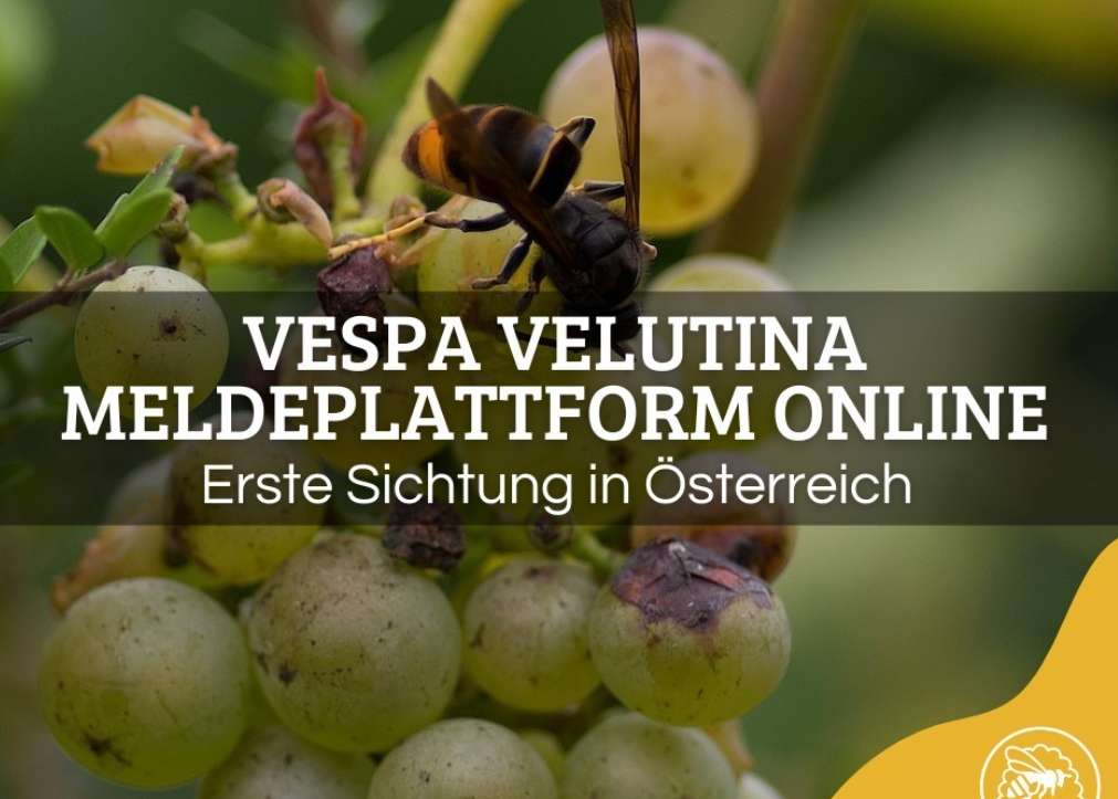 Onlineplattform www.velutinamelden.at online.jpg Onlineplattform www.velutinamelden.at online.jpg