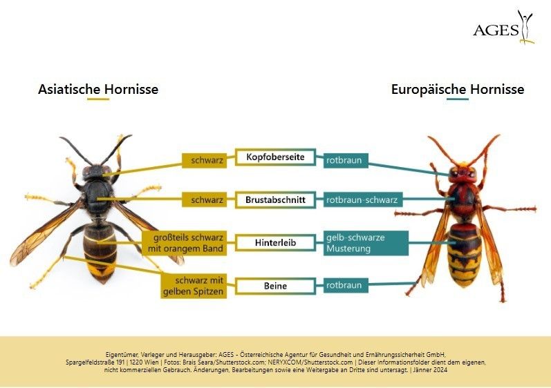 Unterscheidung europäische und asiatische Hornisse.jpg Unterscheidung europäische und asiatische Hornisse.jpg