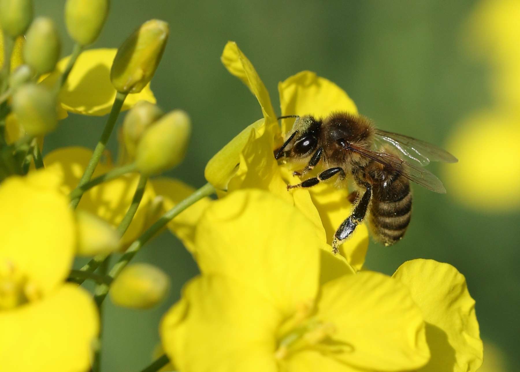 Biene besucht Rapsblüte.jpg Biene besucht Rapsblüte.jpg