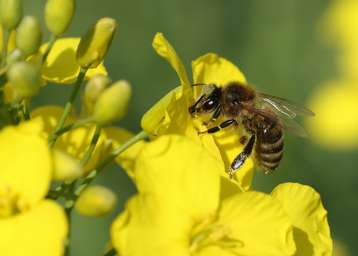 Biene besucht Rapsblüte.jpg Biene besucht Rapsblüte.jpg