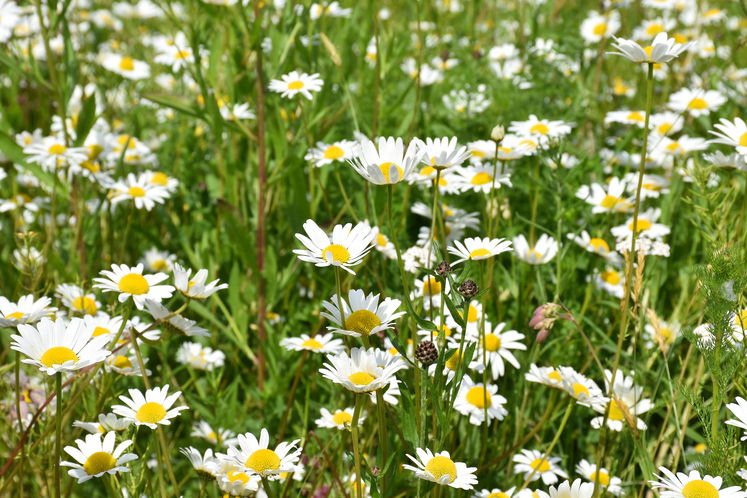 Blick in die Blühfläche .jpg Blick in die Blühfläche .jpg