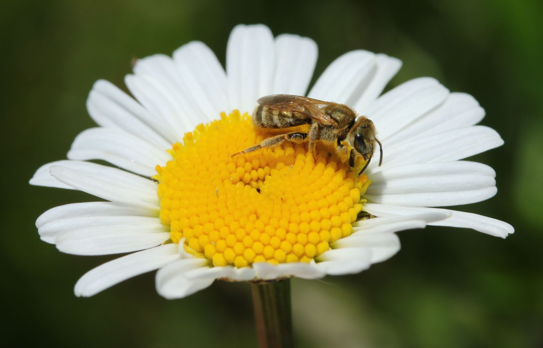 Wildbiene auf Margherite.jpg Wildbiene auf Margherite.jpg