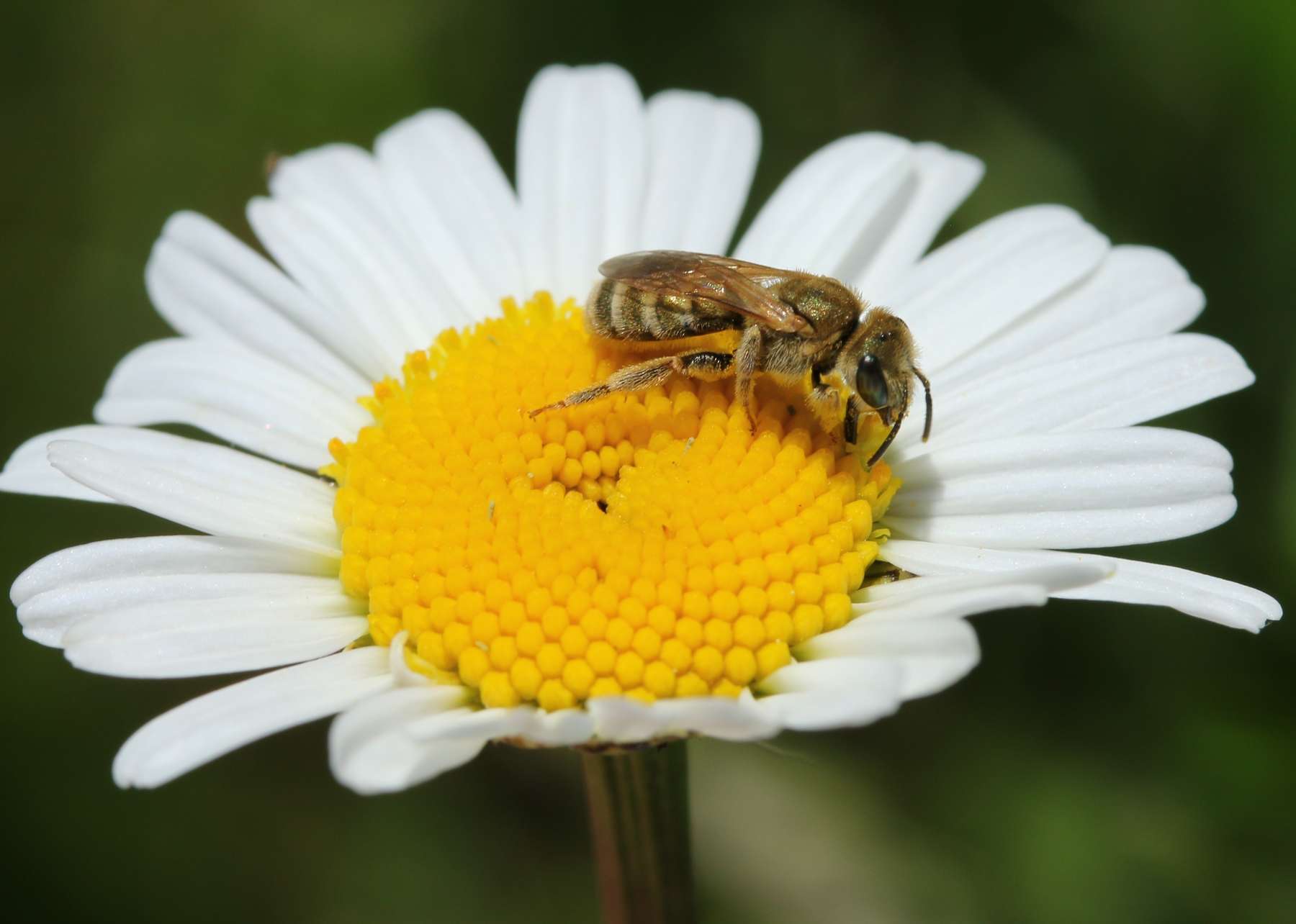 Wildbiene auf Margherite.jpg Wildbiene auf Margherite.jpg