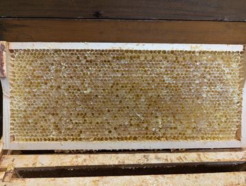 In vielen Regionen Oberösterreichs war der Waldhonig heuer besonders zäh und hart, be-kannt als Melizitosehonig.jpg In vielen Regionen Oberösterreichs war der Waldhonig heuer besonders zäh und hart, be-kannt als Melizitosehonig.jpg