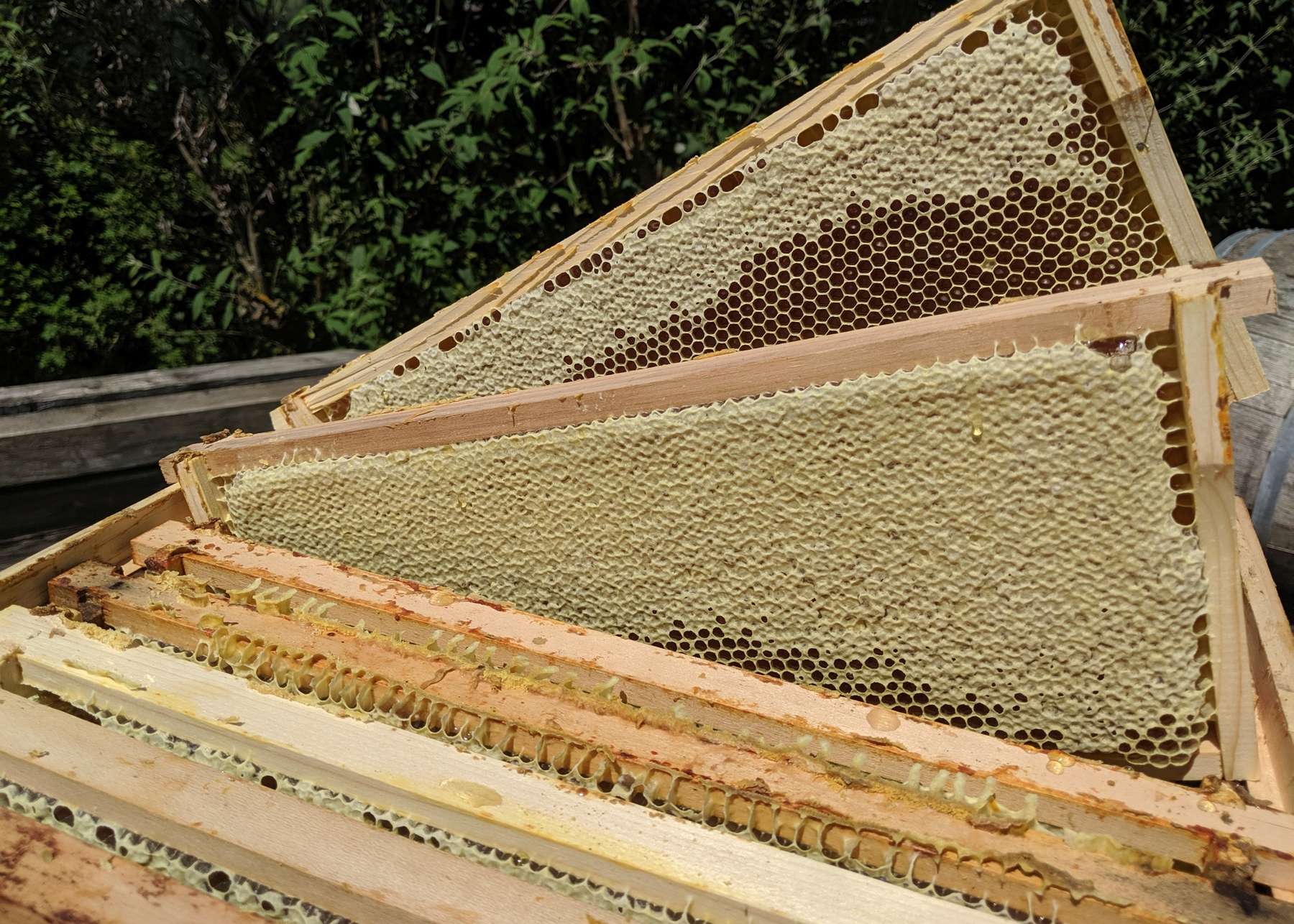 Honigwaben mit Waldtracht.jpg Honigwaben mit Waldtracht.jpg
