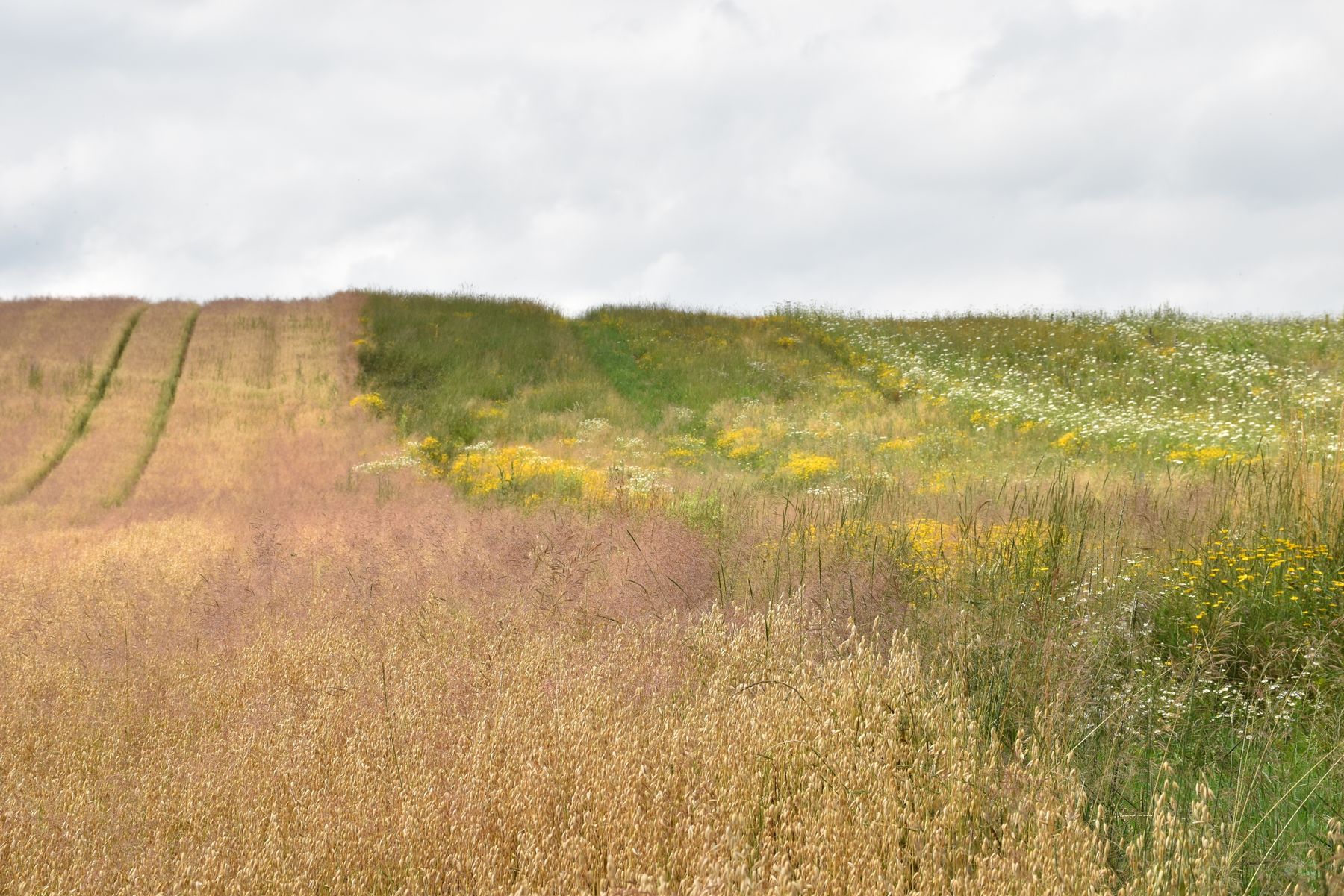 Wichtige Läppertracht im Hochsommer: Mehrjährige Blühflächen mit heimischen Wildblumenwiesensaatgut