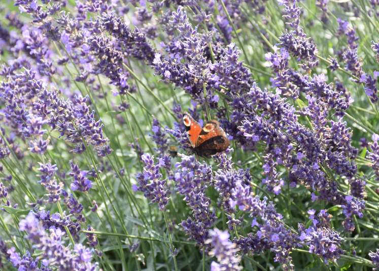 Schmetterling auf Ladvendel.jpg