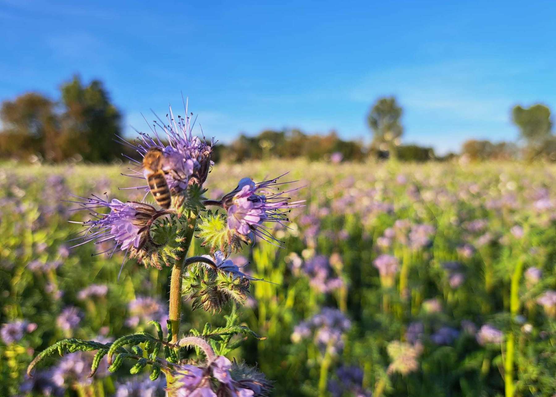 Bienenfreundlicher Zwischenfruchtversuch 2025.jpg Bienenfreundlicher Zwischenfruchtversuch 2025.jpg