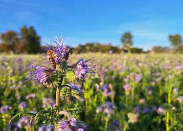 Bienenfreundlicher Zwischenfruchtversuch 2025.jpg