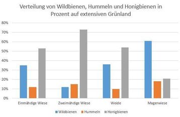Prozentuelle Verteilung von Honigbienen, Wildbienen und Hummeln auf den untersuchten Flächen von Mai bis August 2024 Prozentuelle Verteilung von Honigbienen, Wildbienen und Hummeln auf den untersuchten Flächen von Mai bis August 2024
