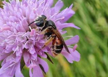 Wildbienenmonitoring 2024.jpg Wildbienenmonitoring 2024.jpg