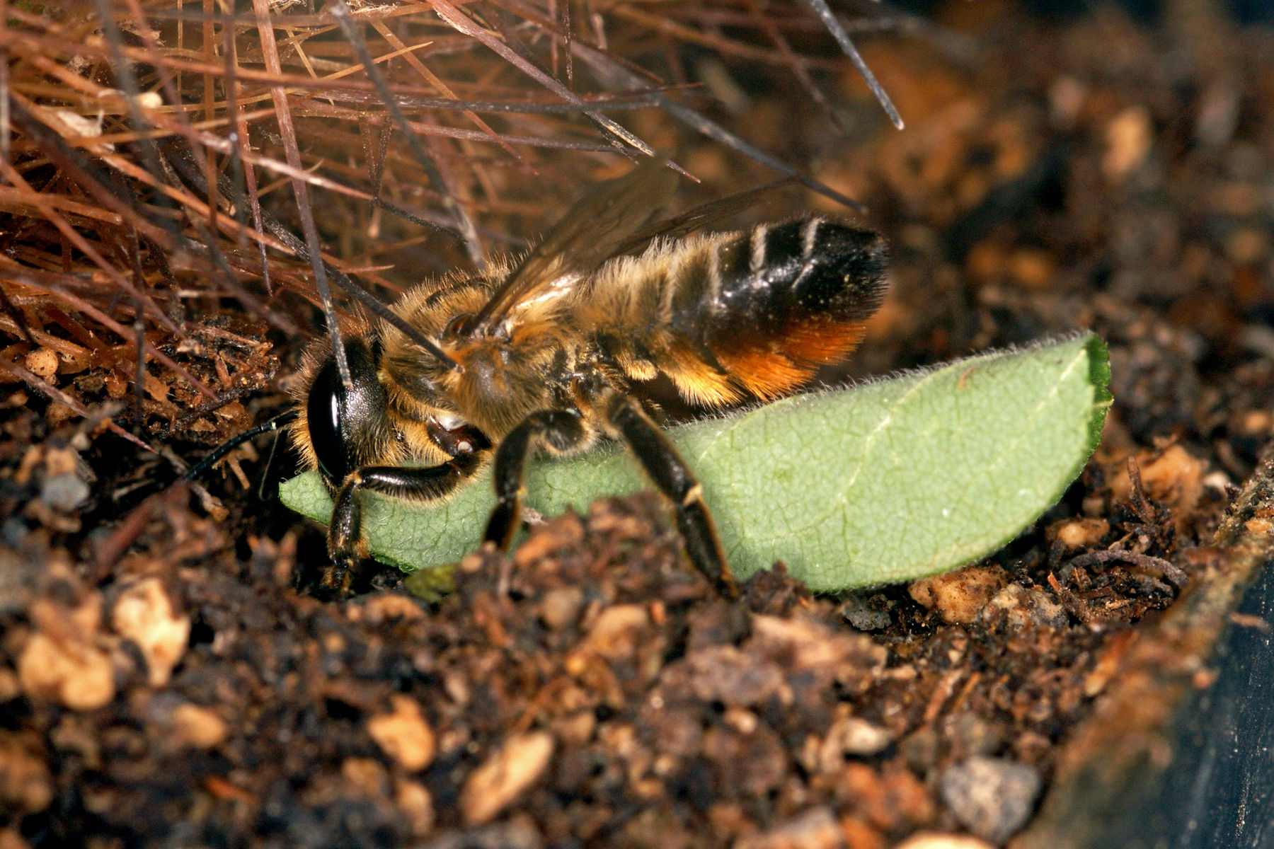 Weibchen mit Blattstück.jpg Weibchen mit Blattstück.jpg