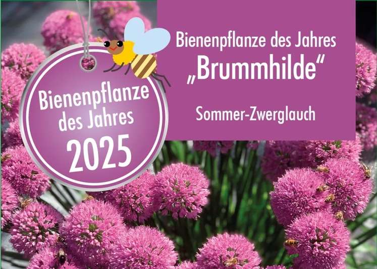 Bienenpflanze 2025.jpg Bienenpflanze 2025.jpg