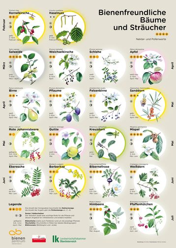 Bienenfreundliche Bäume und Sträucher Poster © Bienenzentrum OÖ Bienenfreundliche Bäume und Sträucher Poster © Bienenzentrum OÖ