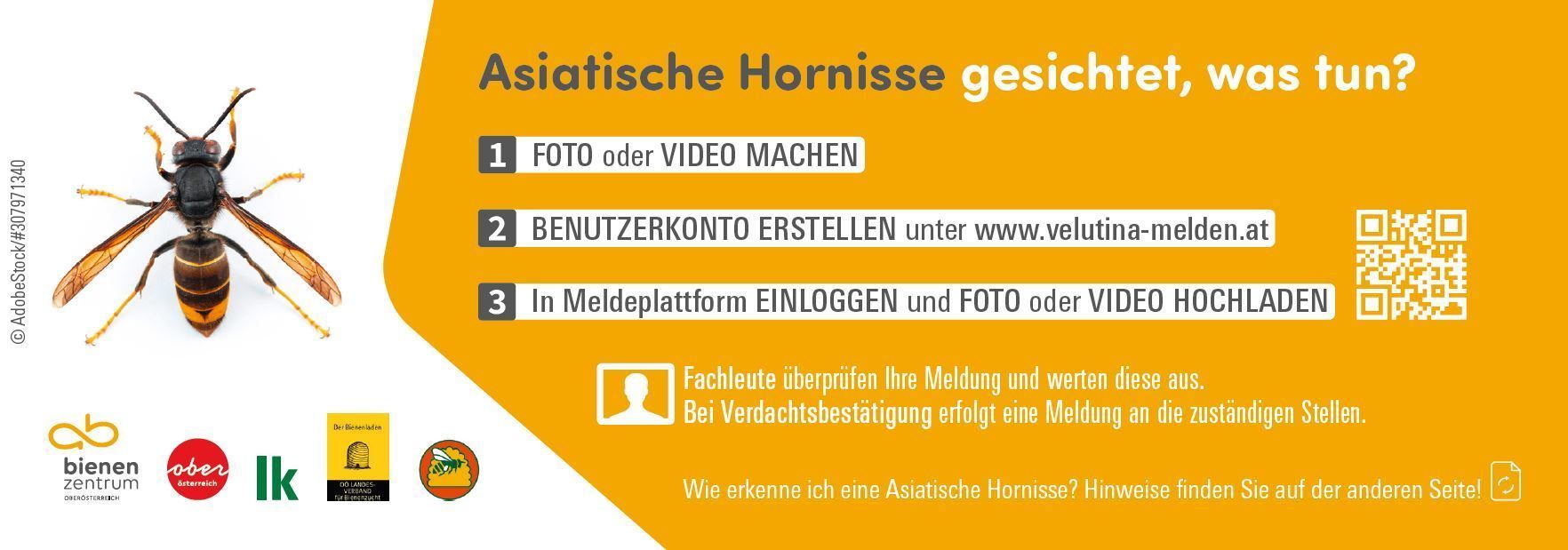 Rückseite Bestimmungshilfe Asiatische Hornisse.jpg Rückseite Bestimmungshilfe Asiatische Hornisse.jpg