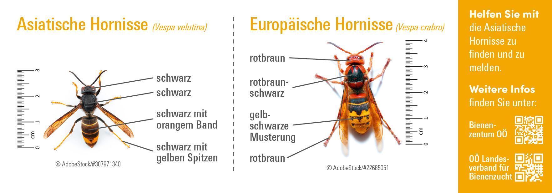 Vorderseite Bestimmungshilfe Asiatische Hornisse.jpg