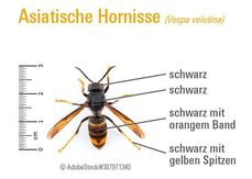 Vorderseite Bestimmungshilfe Asiatische Hornisse.jpg