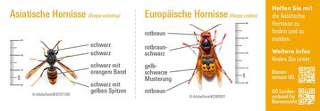 Vorderseite Bestimmungshilfe Asiatische Hornisse.jpg