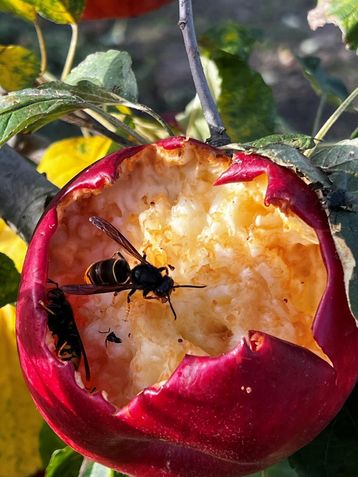 Auch die Landwirtschaft ist betroffen. Die Asiatische Hornisse benötigt neben Eiweiß auch große Mengen an Zucker als Energiequelle. .jpg Auch die Landwirtschaft ist betroffen. Die Asiatische Hornisse benötigt neben Eiweiß auch große Mengen an Zucker als Energiequelle. .jpg