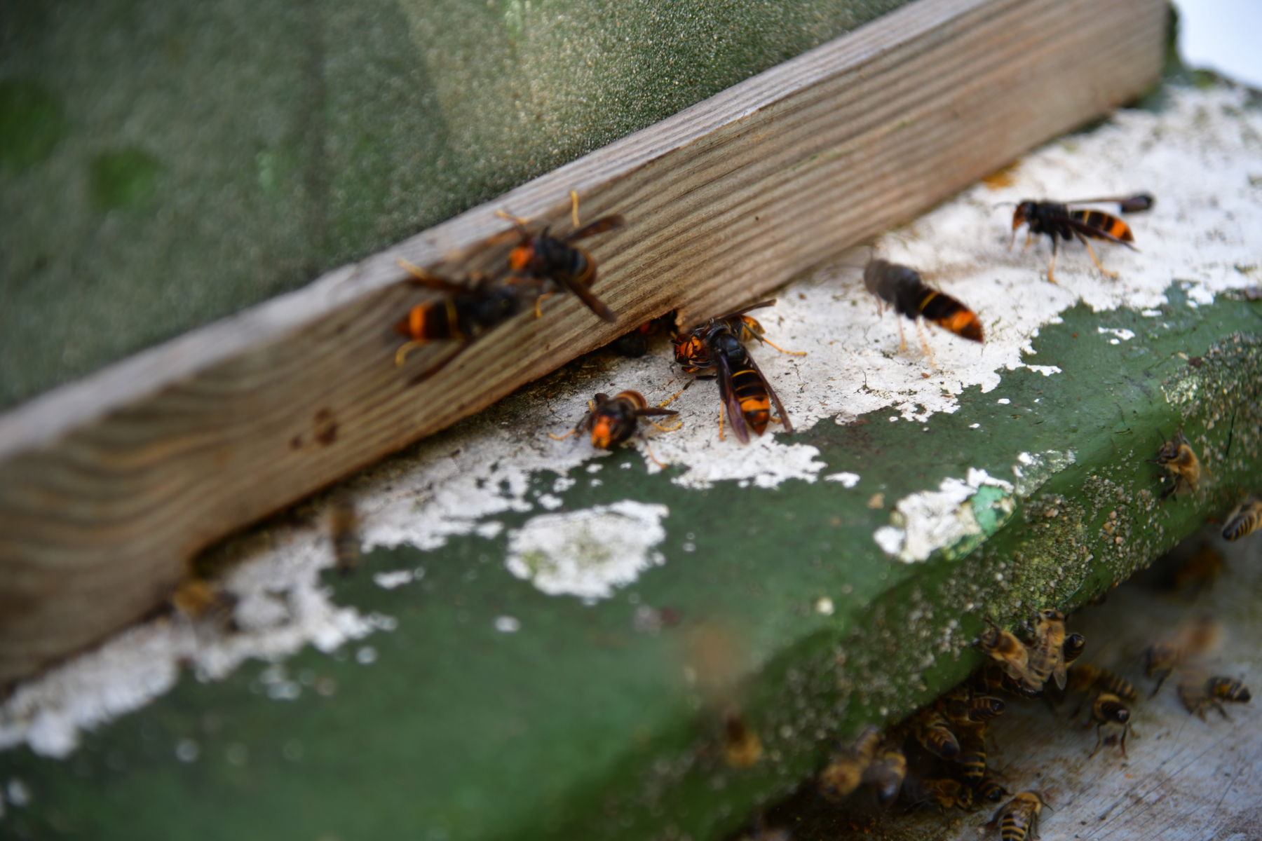 Ist die Hornissendichte vor den Bienenstöcken hoch, geraten die Honigbienen derart unter Stress, dass sie ihre Sammelflüge vollständig einstellen. .jpg Ist die Hornissendichte vor den Bienenstöcken hoch, geraten die Honigbienen derart unter Stress, dass sie ihre Sammelflüge vollständig einstellen. .jpg