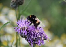 Hummel auf Wiesen-Flockenblume.jpg Hummel auf Wiesen-Flockenblume.jpg