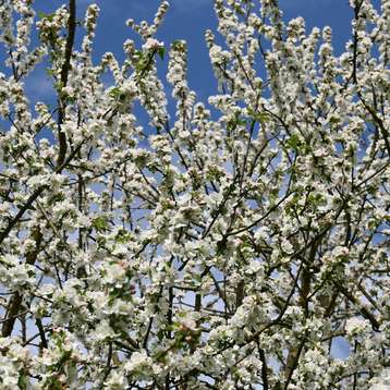 Am Freitag, den 25. April 2025, steht europaweit zum fünften Mal die Vielfalt und Schönheit unserer Streuobstwiesen im Mittelpunkt. .jpg Am Freitag, den 25. April 2025, steht europaweit zum fünften Mal die Vielfalt und Schönheit unserer Streuobstwiesen im Mittelpunkt. .jpg