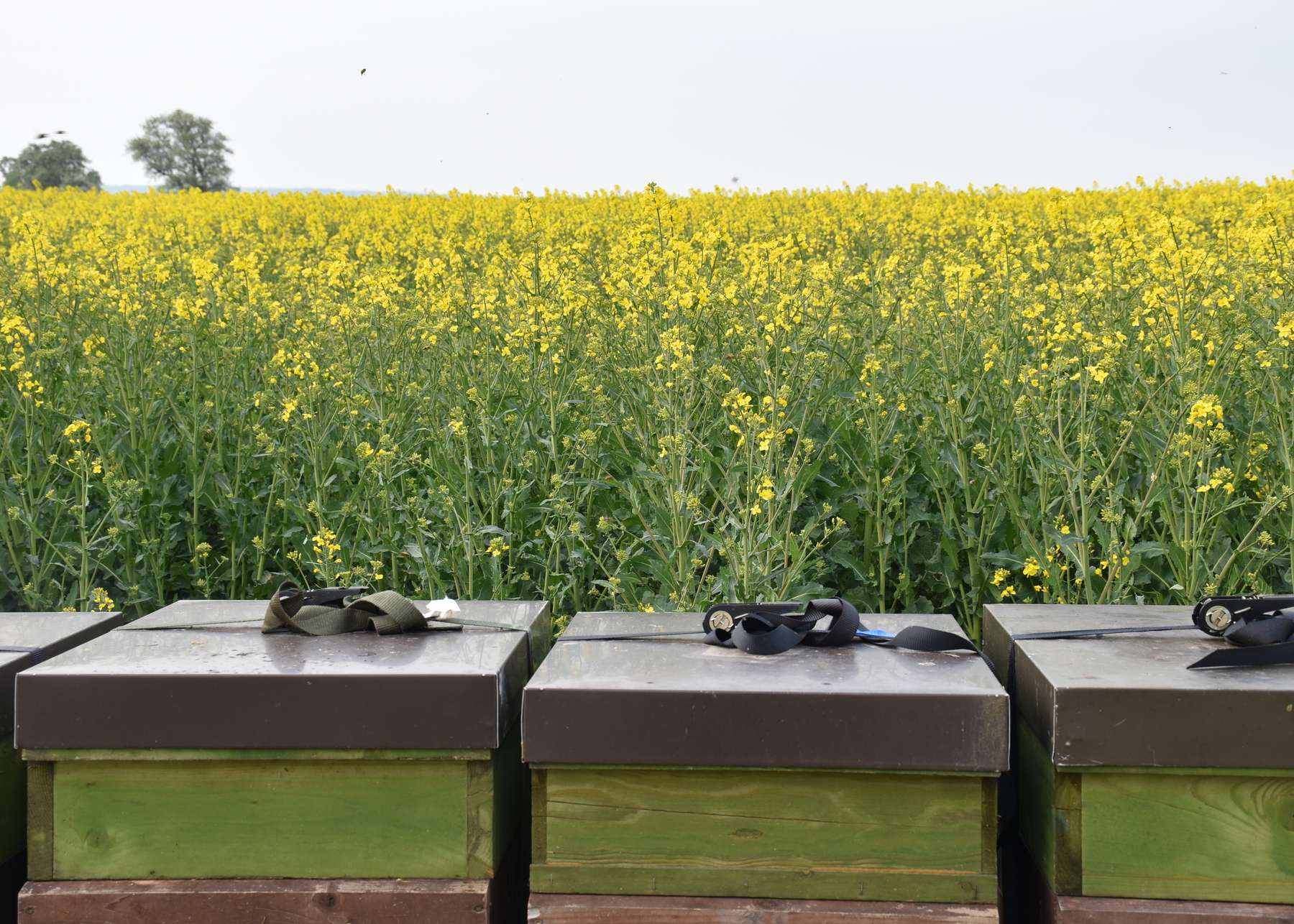 ‚Raps‘ dominiert als registrierte Kultur in der Bienenwanderbörse OÖ..jpg