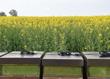 ‚Raps‘ dominiert als registrierte Kultur in der Bienenwanderbörse OÖ Coypright Frühwirth.jpg ‚Raps‘ dominiert als registrierte Kultur in der Bienenwanderbörse OÖ Coypright Frühwirth.jpg